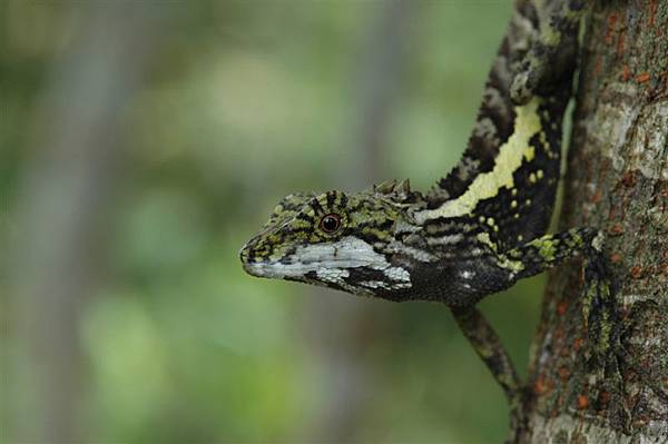 斯文豪氏攀蜥(Japalura swinhonis)