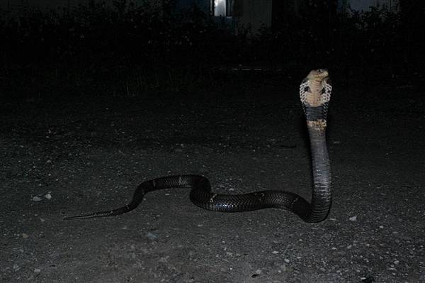 眼鏡蛇(Naja naja atra)