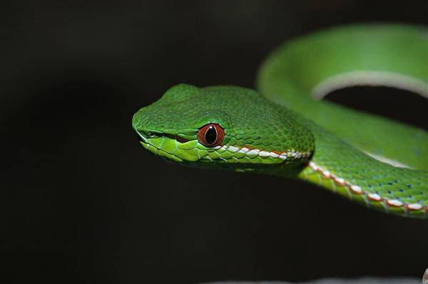 赤尾青竹絲(Trimeresurus stejnegeri stejnegeri)