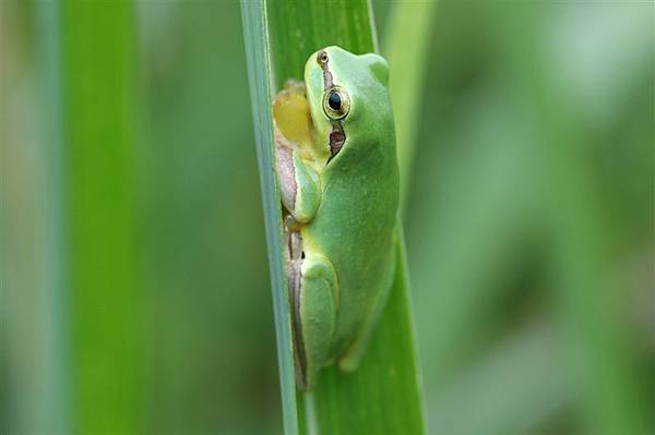 中國樹蟾(Hyla chinensis)