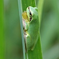 中國樹蟾(Hyla chinensis)