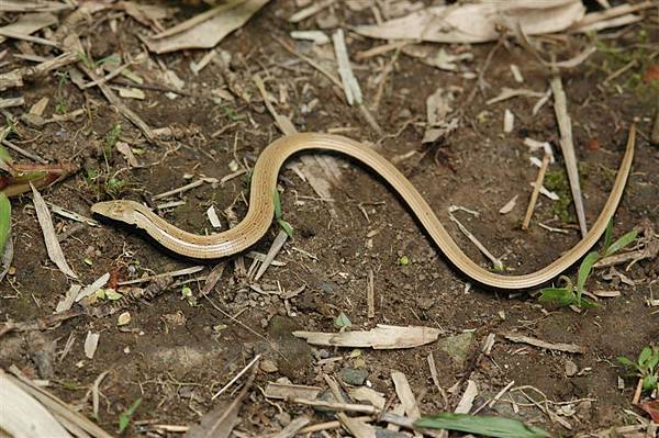 脆蛇蜥(Ophisaurus harti)的幼蜥