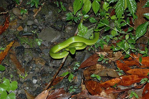 又是青竹絲老朋友了(Trimeresurus stejnegeri stejnegeri)