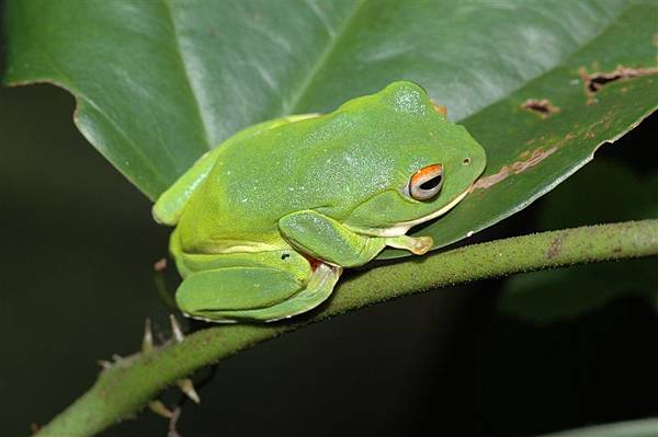 莫氏樹蛙(Rhacophorus moltrechti)