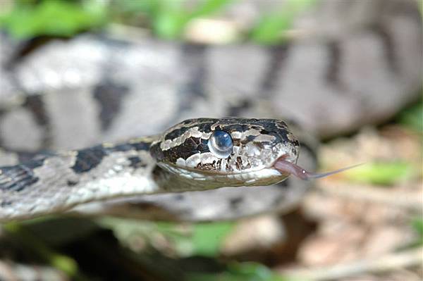 灰色型的大頭蛇(Boiga kraepelini)
