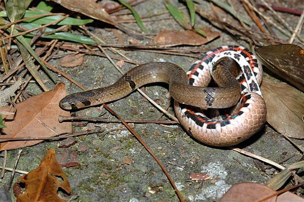 赤腹松柏根(Oligodon ornatus)