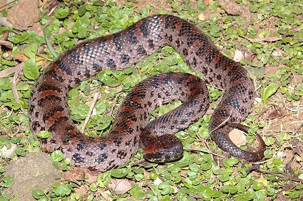 阿里山龜殼花(Trimeresurus makazayazaya)