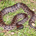 阿里山龜殼花(Trimeresurus makazayazaya)