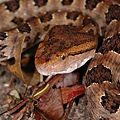 龜殼花(Trimeresurus mucrosquamatus)