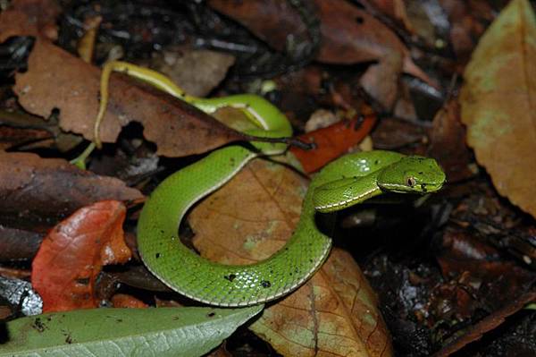 赤尾青竹絲(Trimeresurus stejnegeri stejnegeri)