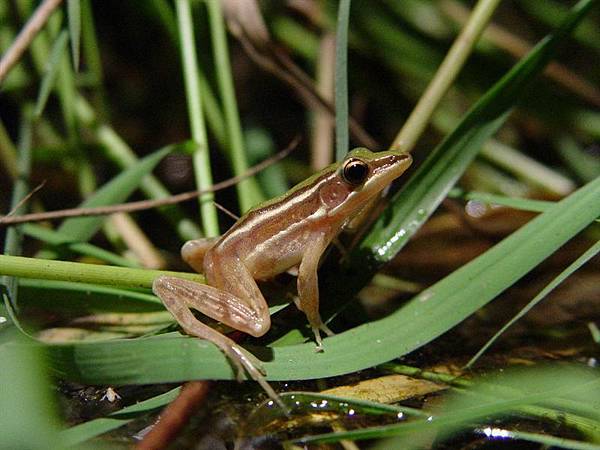 台北赤蛙(Rana taipehensis)