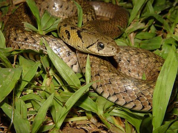 草花蛇(Xenochrophis piscator)
