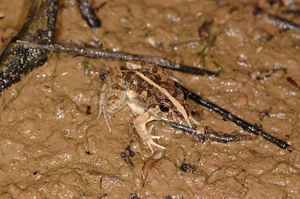 澤蛙(Rana limnocharis)