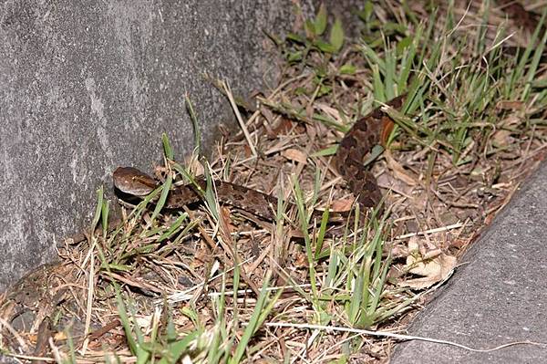 龜殼花(Trimeresurus mucrosquamatus)