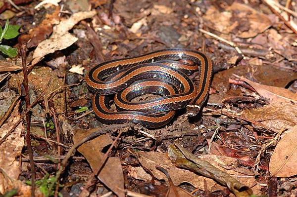 羽鳥氏帶紋赤蛇(Hemibungarus sauteri hatori)