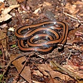 羽鳥氏帶紋赤蛇(Hemibungarus sauteri hatori)