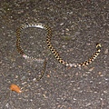 被輾斃的台灣赤煉蛇(Rhabdophis tigrinus formosanus)