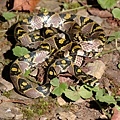 高砂蛇(Elaphe mandarinus)
