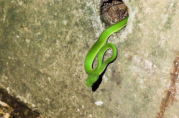 赤尾青竹絲(Trimeresurus stejnegeri stejnegeri)