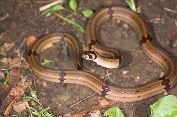 赤腹松柏根(Oligodon ornatus)