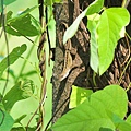 沙氏變色蜥(Anolis sagrei)