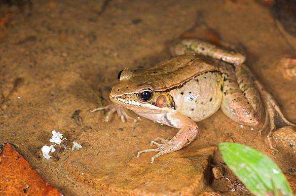 腹斑蛙(Rana adenopleura)