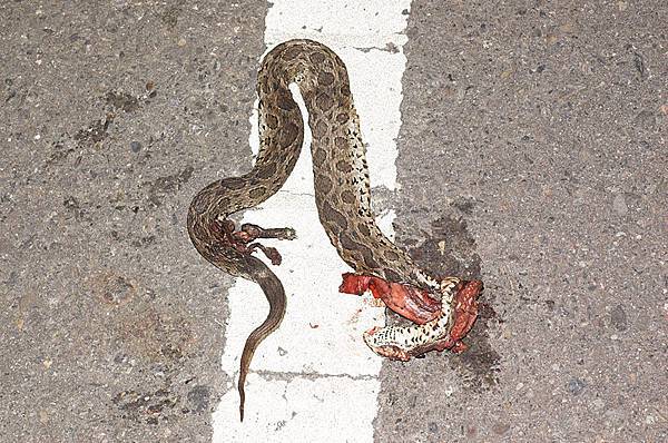被車輾過大約兩小時的鎖鏈蛇(Daboia russellii siamensis)屍體