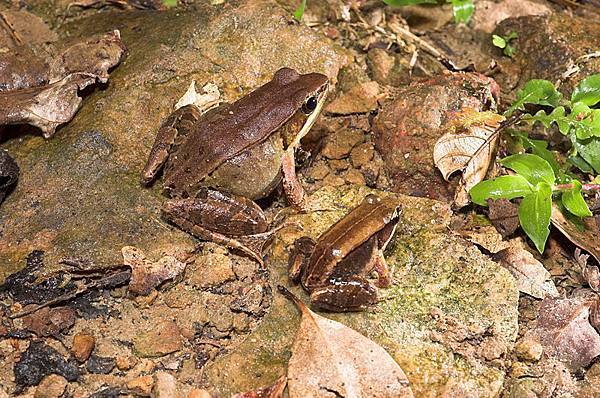 腹斑蛙(Rana adenopleura)和豎琴蛙