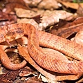 台灣鈍頭蛇(Pareas formosensis)