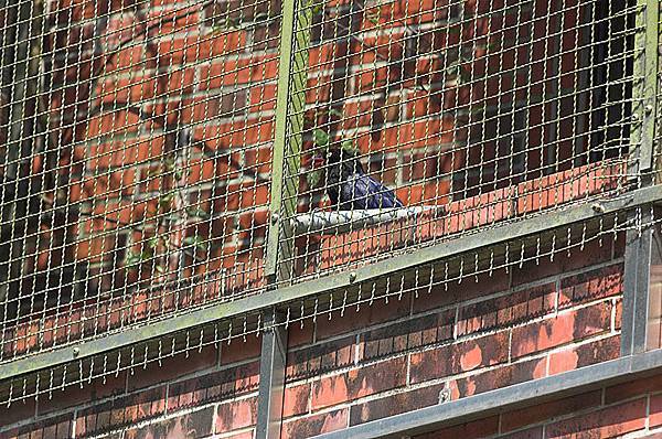 籠子裡的台灣藍鵲