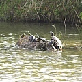 一群在曬太陽的烏龜