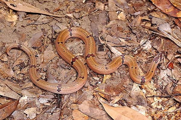 赤腹松柏根(Oligodon ornatus)