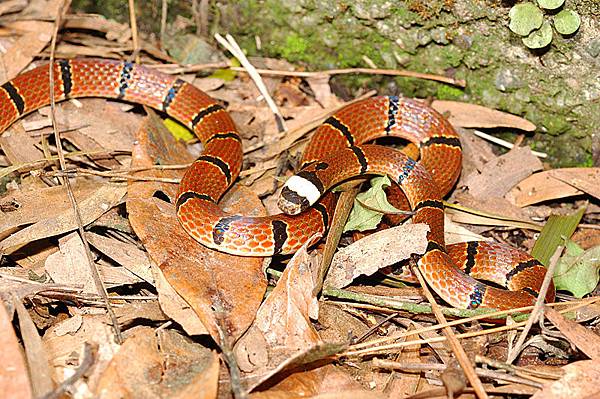 環紋赤蛇(Sinomicrurus macclellandi swinhoei)