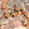 紅竹蛇的幼蛇