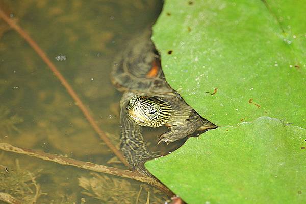 斑龜(Ocadia sinensis)