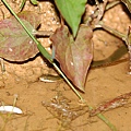 鉛色水蛇(Enhydris plumbea)