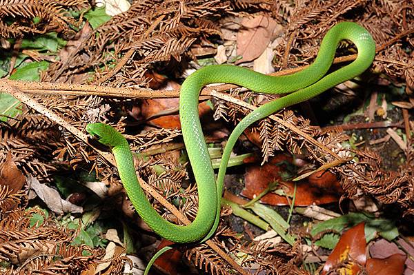 青蛇(Cyclophiops major)