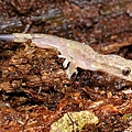 半葉趾虎(Hemiphyllodactylus typus typus)