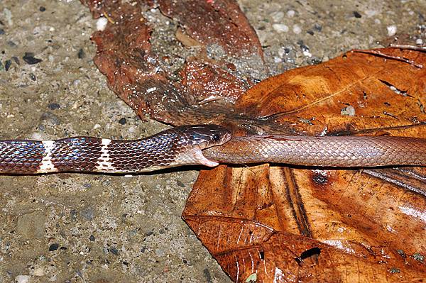 雨傘節(Bungarus multicinctus multicinctus)吞食黑頭蛇(Sibynophis chinensis chinensis)