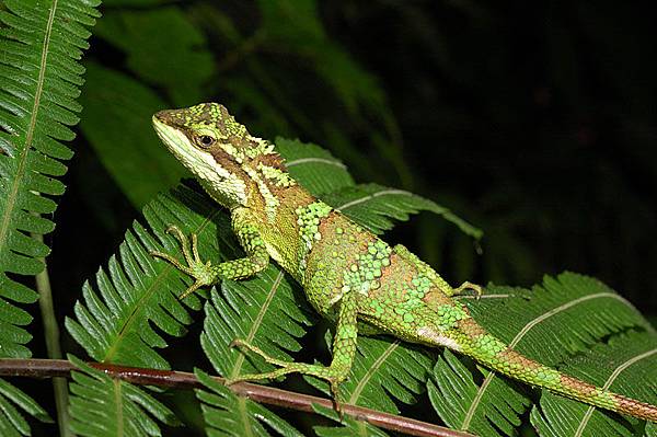 牧氏攀蜥(Japalura makii)