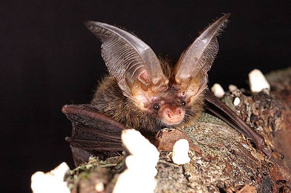 相當可愛滑稽的一種蝙蝠