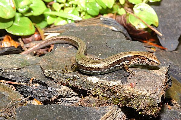 台灣蜓蜥(Sphenomorphus taiwanensis)