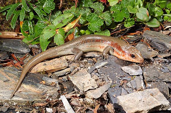 麗紋石龍子(Eumeces elegans)