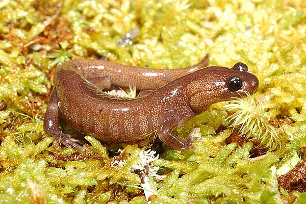 阿里山山椒魚(Hynobius arisanensis)