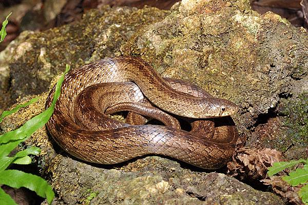 赤背松柏根(Oligodon formosanus)