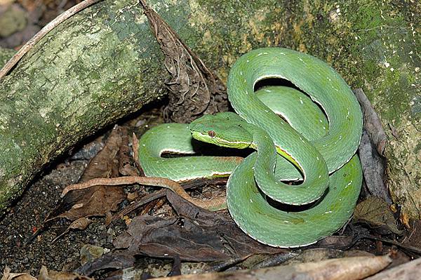 具有細小白點的赤尾青竹絲(Trimeresurus stejnegeri stejnegeri)