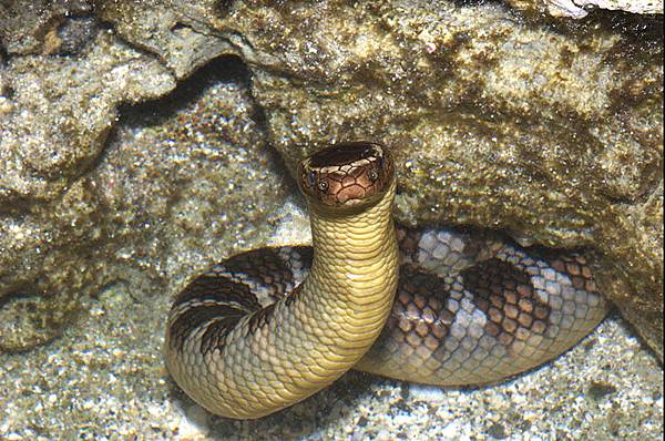 蘭嶼快去快閃行 闊帶青斑海蛇 Laticauda Semifasciata Chungweiyou的相簿 痞客邦
