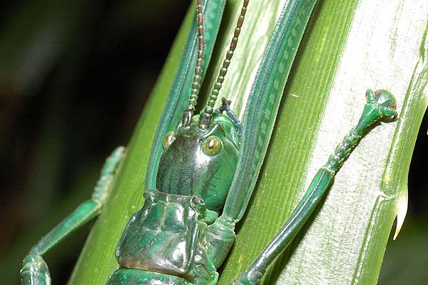 大頭竹節蟲的頭