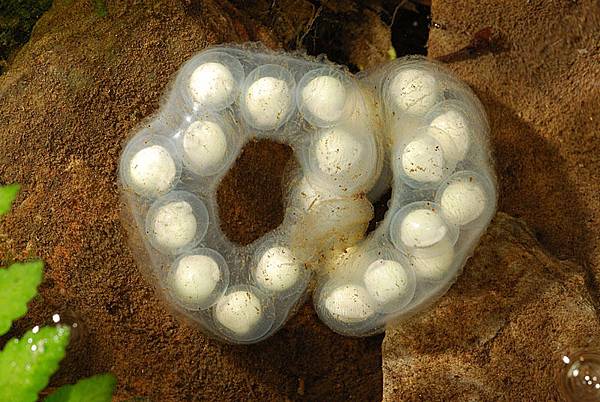 觀霧山椒魚的卵莢