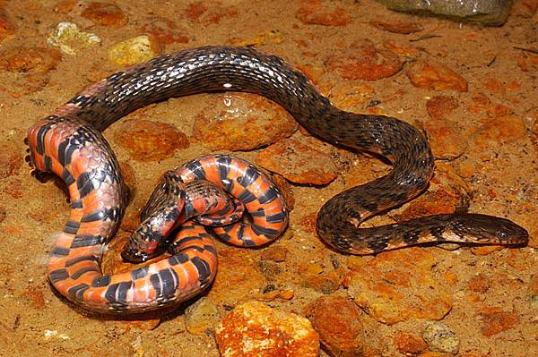 即將被列入保育類...